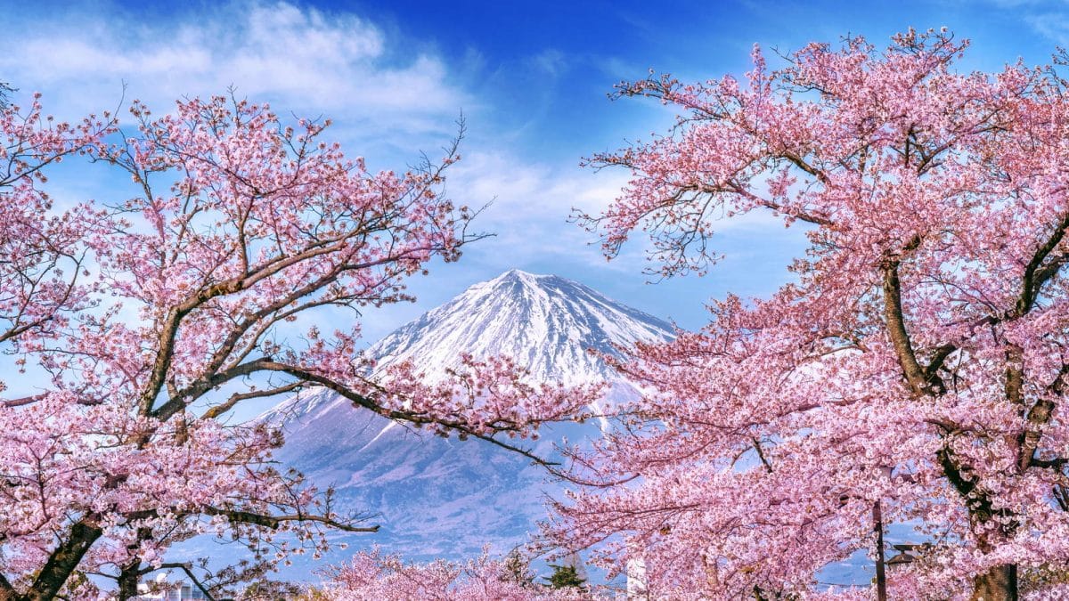 Mount Fuji seen behind cherry trees in full bloom in spring