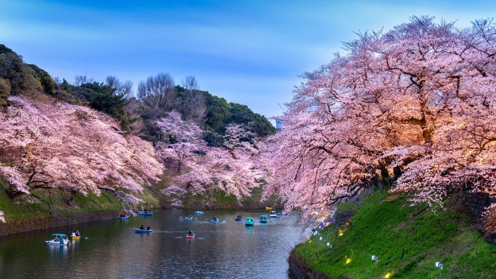 Rowing boats under cherry blossom on the Chidorigafuchi moat in Tokyo