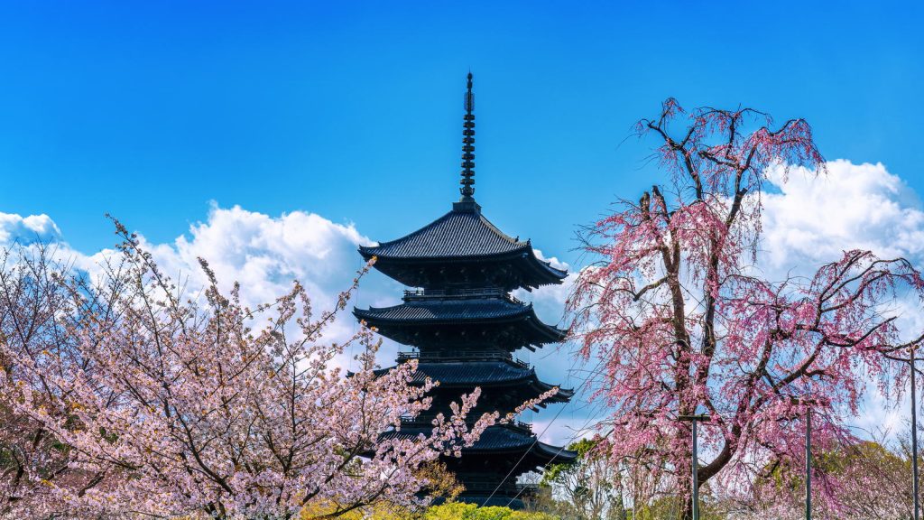 A five-storey pagoda in Kyoto framed by cherry blossom