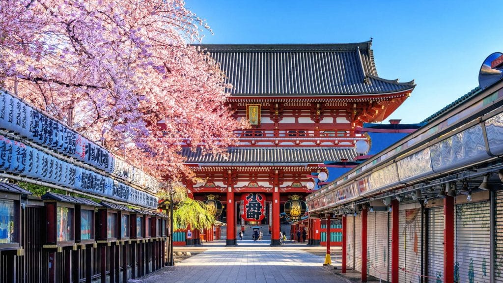 Cherry blossom along the approach to Sensoji temple in Asakusa, Tokyo