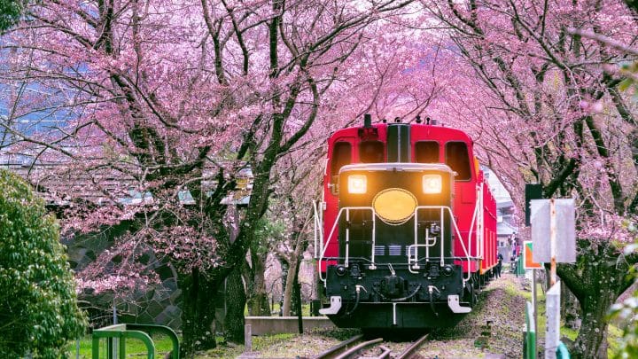 A small train running through a tunnel of cherry blossoms in Kyoto