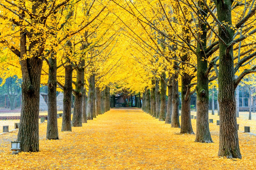Avenue of yellow ginkgo trees on Nami Island, South Korea, in autumn