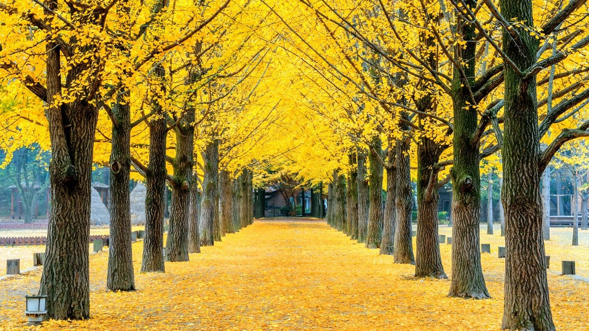Row of yellow ginkgo trees along a path on Nami Island, Korea