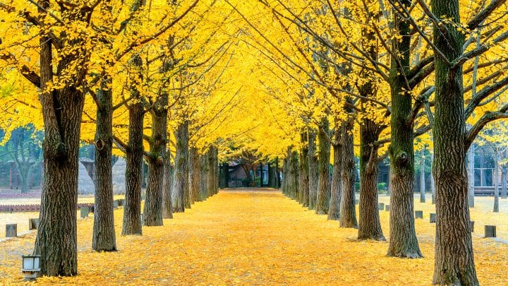 Row of yellow ginkgo trees along a path on Nami Island, Korea