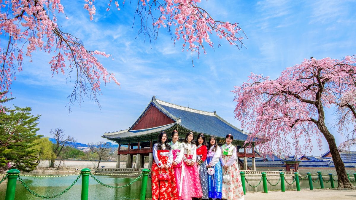 Tourists in hanbok at Gyeongbokgung Palace in Seoul in spring, with cherry blossom