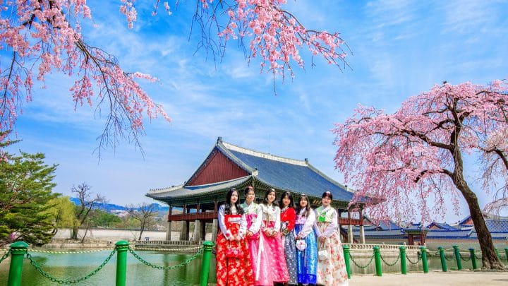 Tourists in hanbok at Gyeongbokgung Palace in Seoul in spring, with cherry blossom